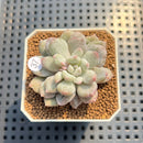 Echeveria 'Japanese Rusby' Variegated 2" Succulent Plant Cutting