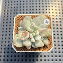 Echeveria 'Japanese Rusby' Variegated 2" Succulent Plant Cutting