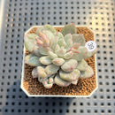 Echeveria 'Japanese Rusby' Variegated 2" Succulent Plant Cutting