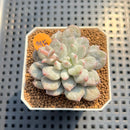 Echeveria 'Japanese Rusby' Variegated 2" Succulent Plant Cutting