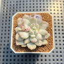 Echeveria 'Japanese Rusby' Variegated 2" Succulent Plant Cutting