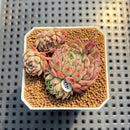 Echeveria 'Gloria' 2" Succulent Plant Cutting