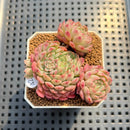 Echeveria 'Gloria' 2" Succulent Plant Cutting