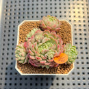 Echeveria 'Gloria' 2" Succulent Plant Cutting