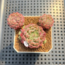 Echeveria 'Gloria' 2" Succulent Plant Cutting