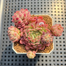 Echeveria 'Gloria' 2" Succulent Plant Cutting