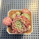 Echeveria 'Gloria' 2" Succulent Plant Cutting