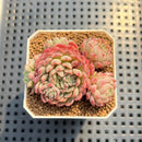 Echeveria 'Gloria' 2" Succulent Plant Cutting