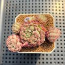 Echeveria 'Gloria' 2" Succulent Plant Cutting