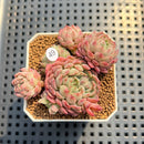 Echeveria 'Gloria' 2" Succulent Plant Cutting