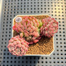 Echeveria 'Gloria' 2" Succulent Plant Cutting