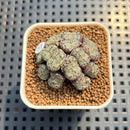 Conophytum Obcordellum 1" Succulent Plant Cutting