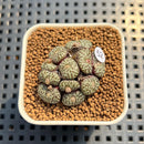 Conophytum Obcordellum 1" Succulent Plant Cutting
