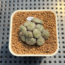 Conophytum Obcordellum 1" Succulent Plant Cutting