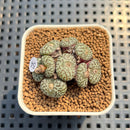 Conophytum Obcordellum 1" Succulent Plant Cutting