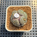Conophytum Obcordellum 1" Succulent Plant Cutting