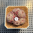 Echeveria 'Super Minima' 2" Succulent Plant Cutting
