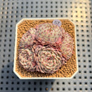 Echeveria 'Super Minima' 2" Succulent Plant Cutting