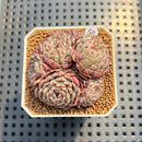 Echeveria 'Super Minima' 2" Succulent Plant Cutting