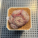 Echeveria 'Super Minima' 2" Succulent Plant Cutting