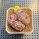 Echeveria 'Super Minima' 2" Succulent Plant Cutting