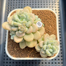 Graptosedum 'Sugar Plum' 3" Succulent Plant Cutting