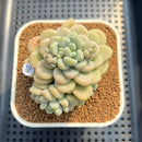 Graptosedum 'Sugar Plum' 3" Succulent Plant Cutting