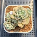 Graptosedum 'Sugar Plum' 3" Succulent Plant Cutting