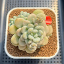 Graptosedum 'Sugar Plum' 3" Succulent Plant Cutting