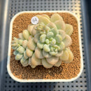 Graptosedum 'Sugar Plum' 3" Succulent Plant Cutting