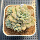 Graptosedum 'Sugar Plum' 3" Succulent Plant Cutting