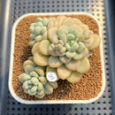 Graptosedum 'Sugar Plum' 3" Succulent Plant Cutting