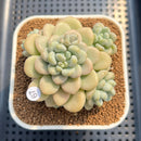 Graptosedum 'Sugar Plum' 3" Succulent Plant Cutting