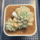 Graptosedum 'Sugar Plum' 3" Succulent Plant Cutting