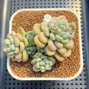 Graptosedum 'Sugar Plum' 3" Succulent Plant Cutting