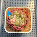 Echeveria 'Buzz' 2" Succulent Plant Cutting