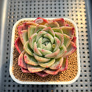 Echeveria 'Buzz' 2" Succulent Plant Cutting