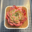 Echeveria 'Buzz' 2" Succulent Plant Cutting