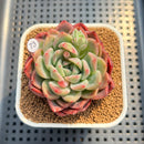 Echeveria 'Buzz' 2" Succulent Plant Cutting
