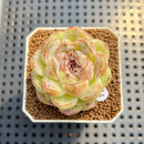 Echeveria 'Black Sugar' 2" Succulent Plant Cutting