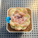 Echeveria 'Black Sugar' 2" Succulent Plant Cutting
