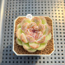 Echeveria 'Black Sugar' 2" Succulent Plant Cutting