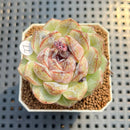 Echeveria 'Black Sugar' 2" Succulent Plant Cutting