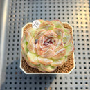 Echeveria 'Black Sugar' 2" Succulent Plant Cutting