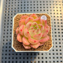 Echeveria 'Normandy' 2" Succulent Plant Cutting