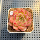Echeveria 'Normandy' 2" Succulent Plant Cutting