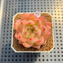 Echeveria 'Normandy' 2" Succulent Plant Cutting