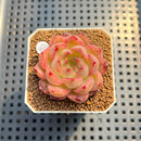 Echeveria 'Normandy' 2" Succulent Plant Cutting