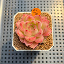 Echeveria 'Normandy' 2" Succulent Plant Cutting