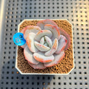 Echeveria 'Cream Tea' 2" Succulent Plant Cutting